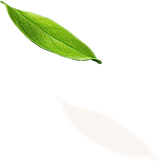 leaf 1 1
